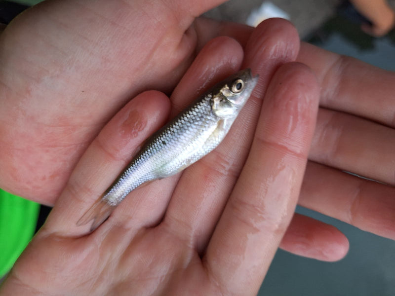 Ein kleiner Döbel liegt flach in einer menschlichen Hand. Der junge Fisch zeigt seine typische Schuppenzeichnung und Form.