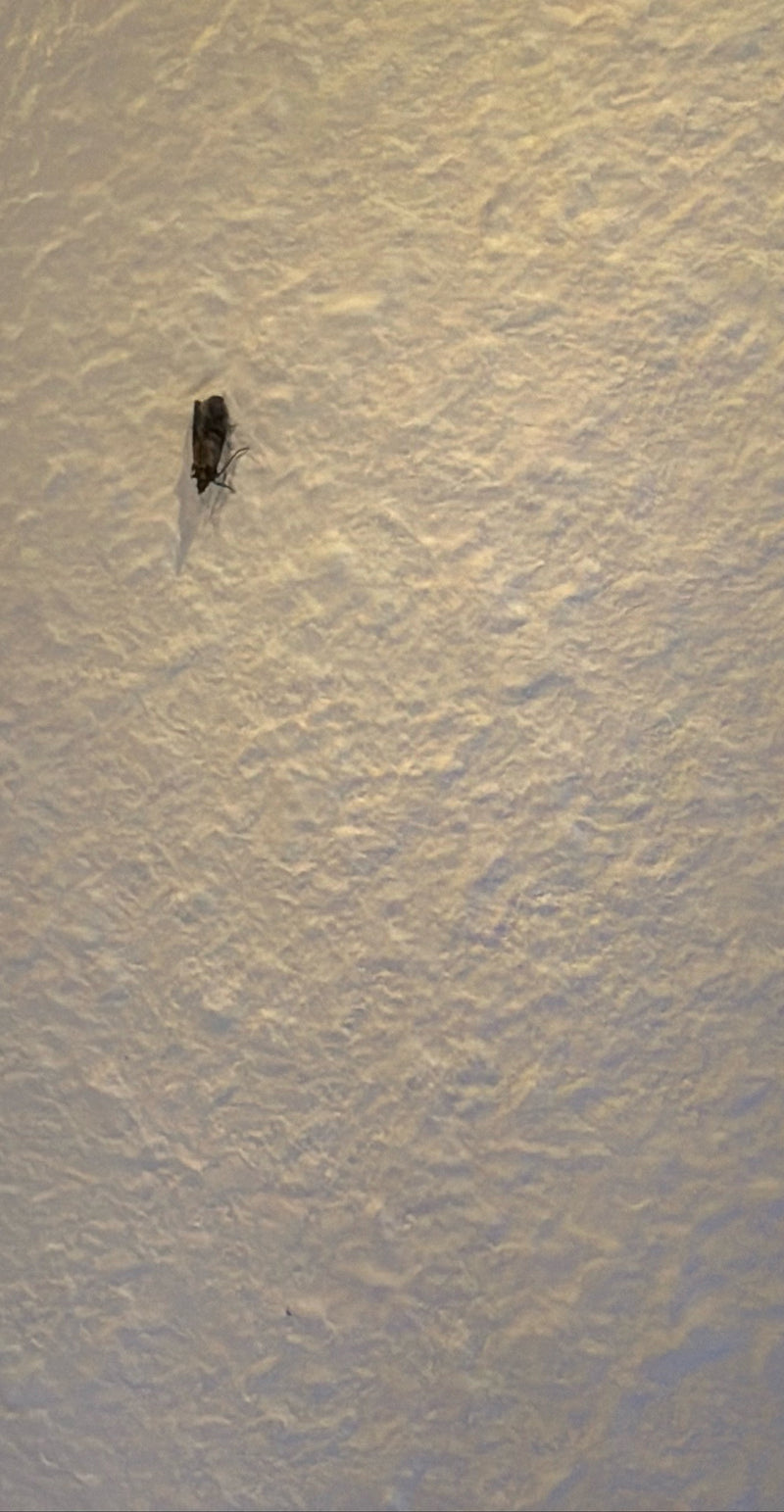Dörrobstmotte — Bild 5