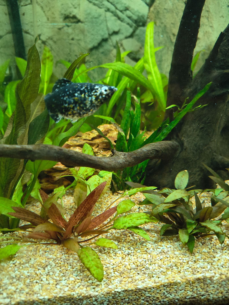 Ein schwarz-weiß gesprenkelter Dalmatiner-Molly schwimmt in einem bepflanzten Aquarium zwischen Wasserpflanzen und Wurzelholz.