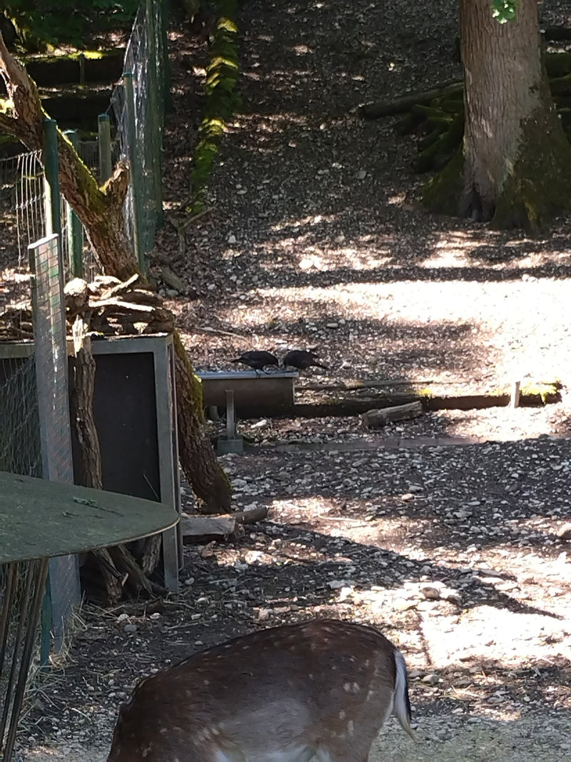 Damhirsch — Bild 2 von 26