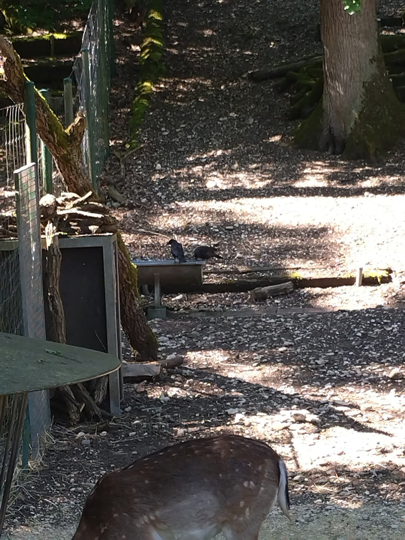 Damhirsch — Bild 5 von 26