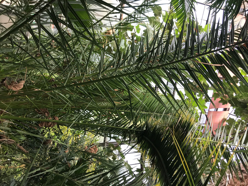 Dattelpalme (Sämling) — Bild 1 von 4