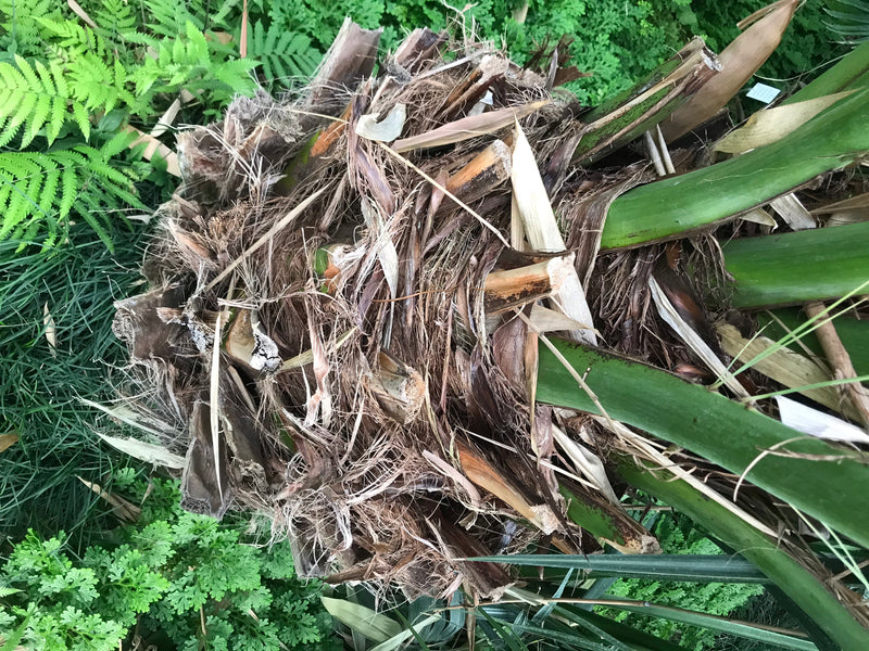 Dattelpalme (Sämling) — Bild 2 von 4