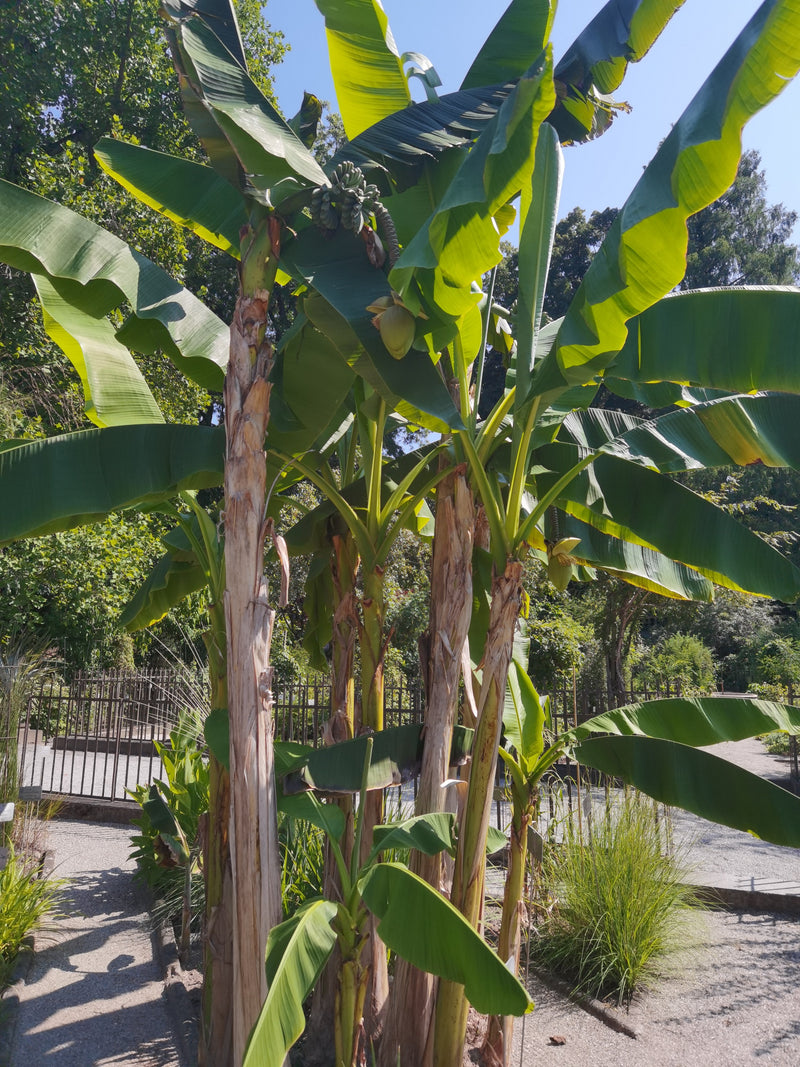 Zu sehen sind mehrere ausgewachsene Dessertbananen mit großen, grünen Blättern und hängenden Fruchtständen. Die Pflanzen stehen in einem Gartenbereich auf sa...
