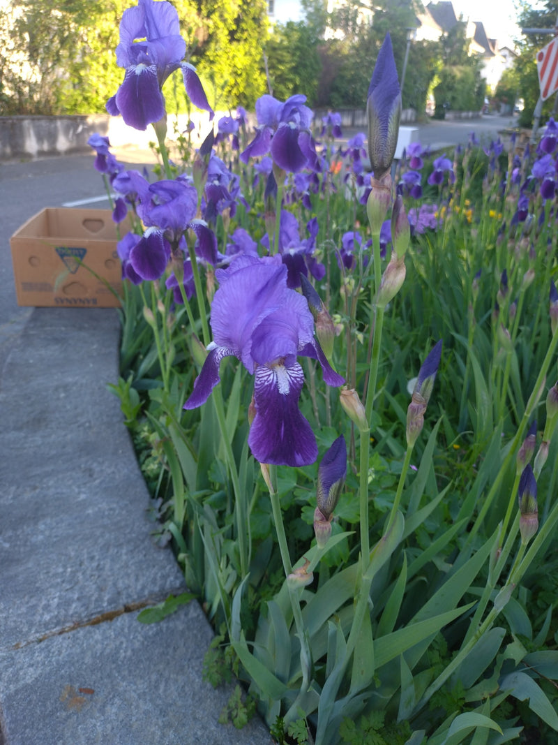 Auf dem Bild sind mehrere violette Blüten und Knospen der Deutschen Schwertlilie an einem grünen Straßenrand zu sehen. Die Pflanzen wachsen in einem städtisc...