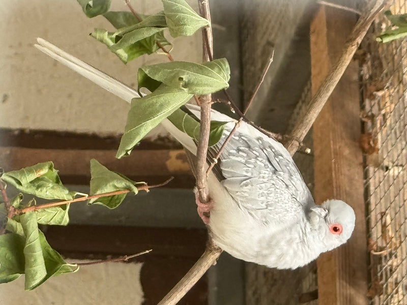 Diamanttaube — Bild 3 von 5