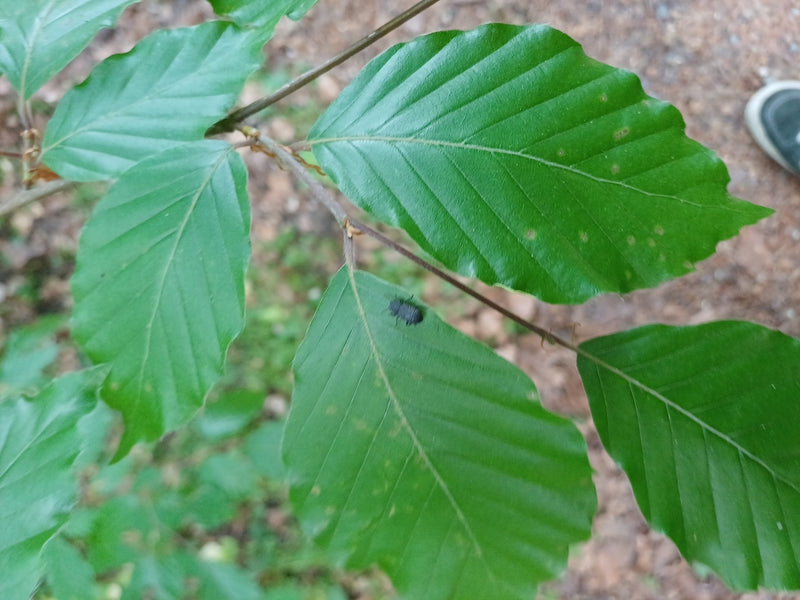 Dickmaulrüssler — Bild 3