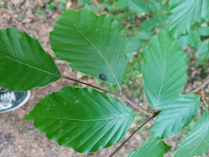 Dickmaulrüssler — Bild 2