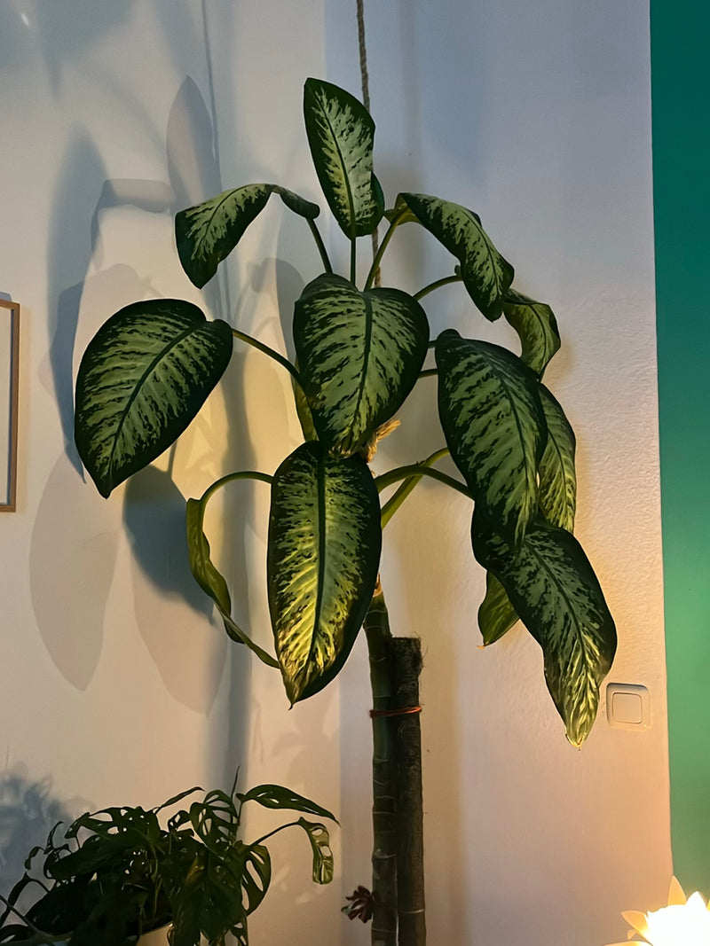 Zu sehen ist eine Dieffenbachie mit großen, weiß-grün gemusterten Blättern in einem Innenraum. Die Zimmerpflanze steht vor einer hellen Wand.