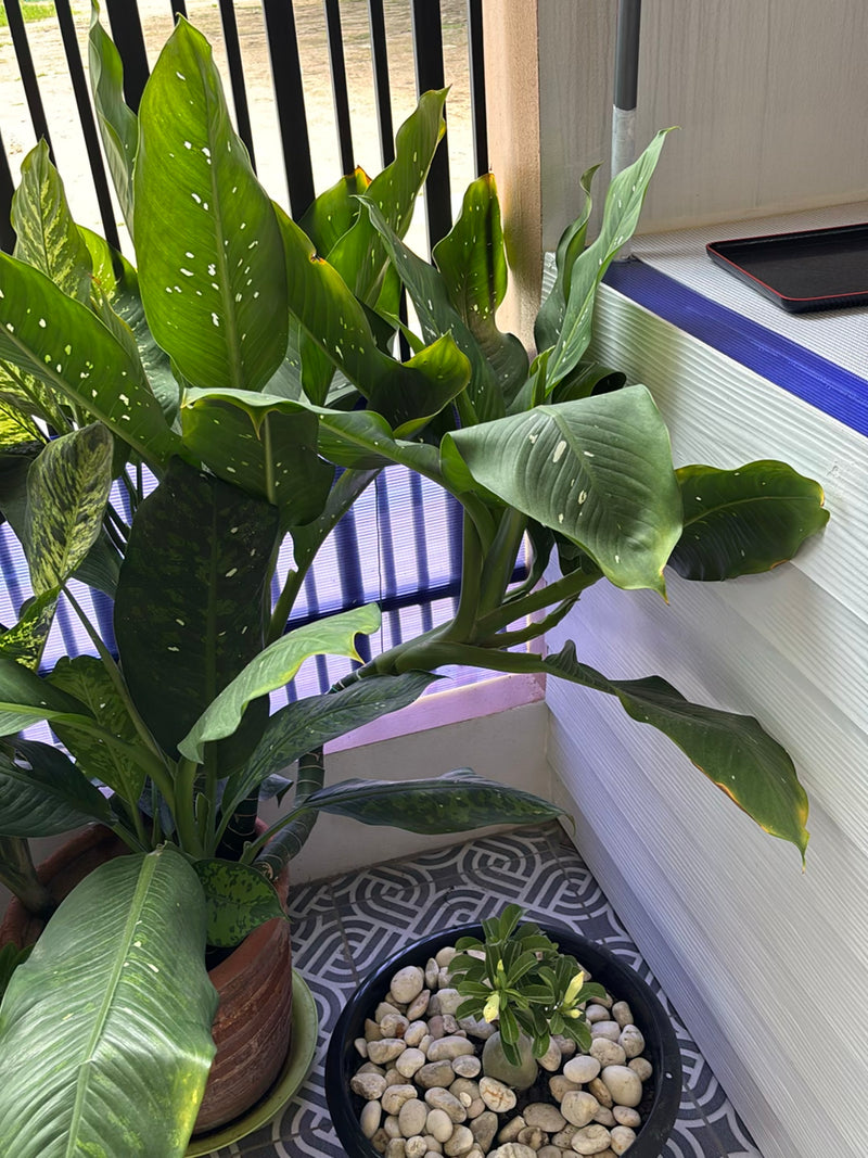 Zu sehen ist eine gesunde Dieffenbachia-Pflanze mit großen, gemusterten Blättern in einem Topf. Die Pflanze steht auf einem gefliesten Boden.