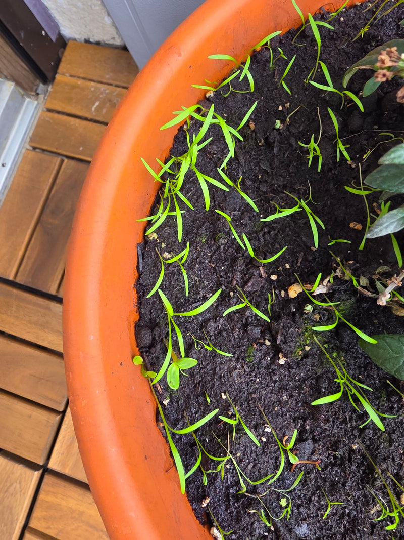 Zahlreiche junge Keimlinge des Dills sprießen aus feuchter Blumenerde in einem Pflanzkübel.