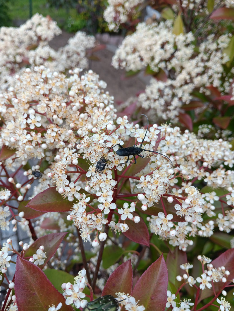 Ein Distelbock sitzt auf einer weißen Blüte. Mehrere Käfer sind auf den Blütenständen zu sehen.