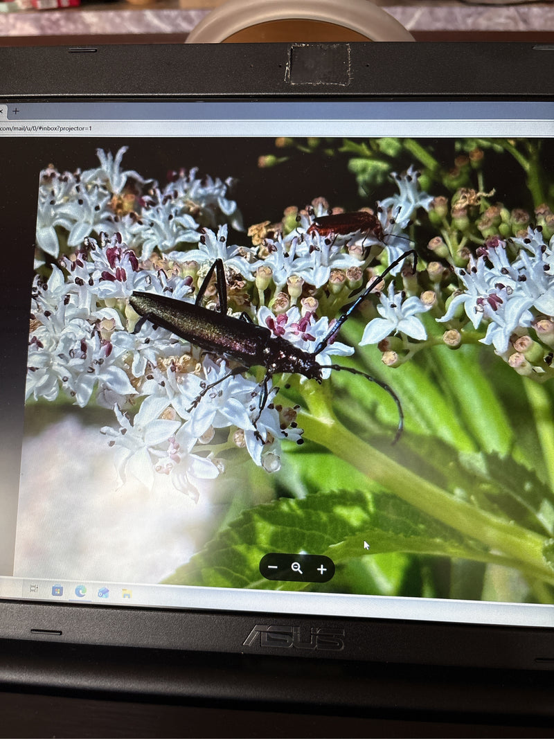 Auf dem Bild ist ein Distelbock zu sehen, der auf einer Ddolde mit weißen Blüten sitzt. Seine langen Fühler und der dunkle, längliche Körper sind deutlich er...