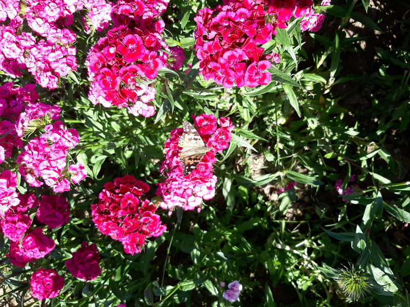 Distelfalter — Bild 3 von 23
