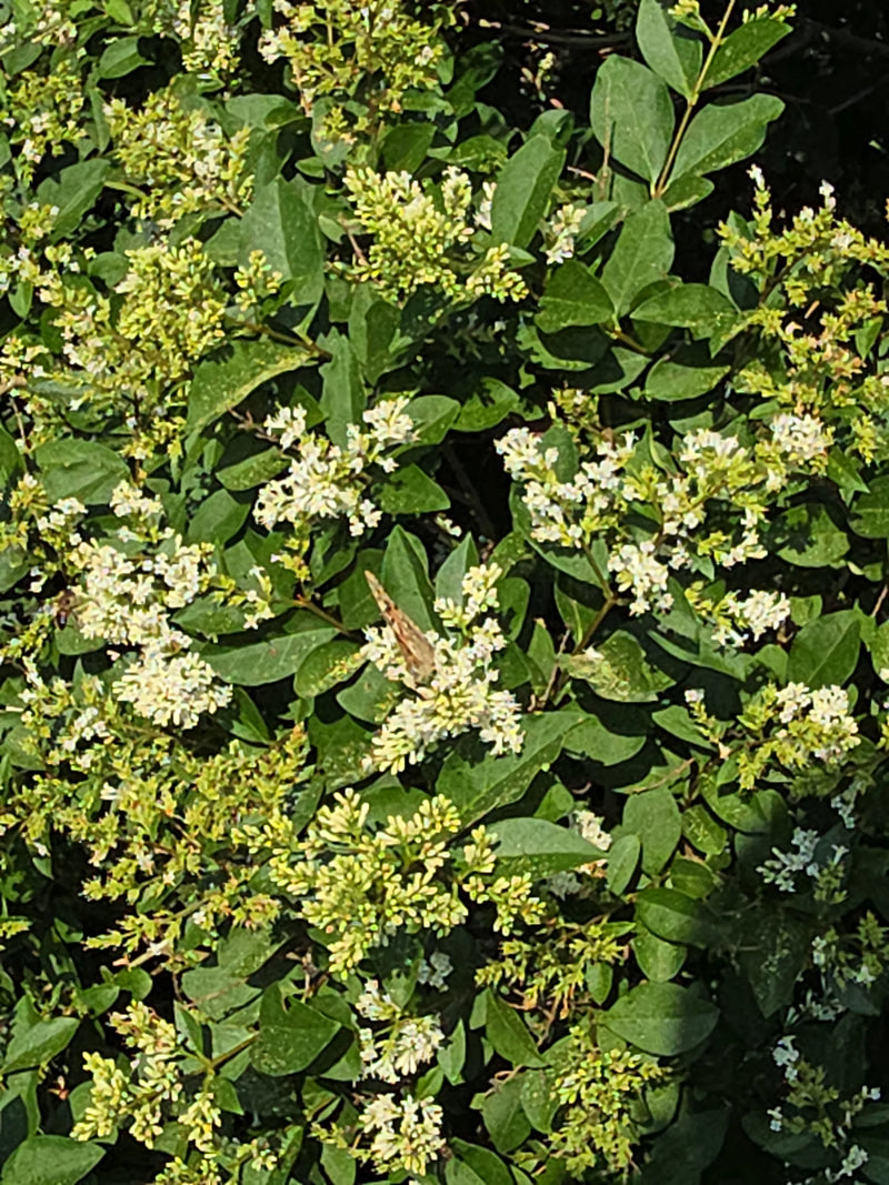 Distelfalter — Bild 1 von 23