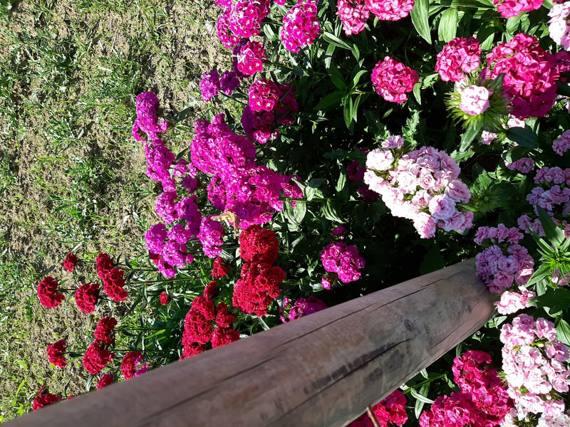 Distelfalter — Bild 5 von 23