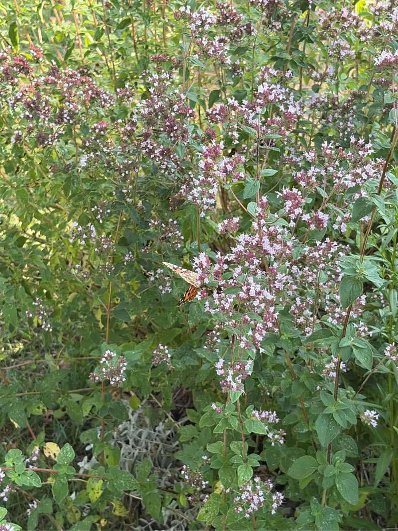 Distelfalter — Bild 4 von 23