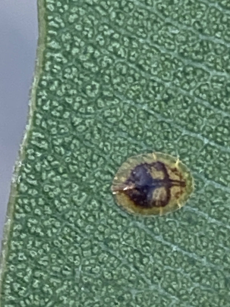 Ein kleiner Blattkäfer mit charakteristischem, flachem Schild. Die Larven und adulten Käfer ernähren sich von Korbblütlern wie Disteln und können bei Massena...