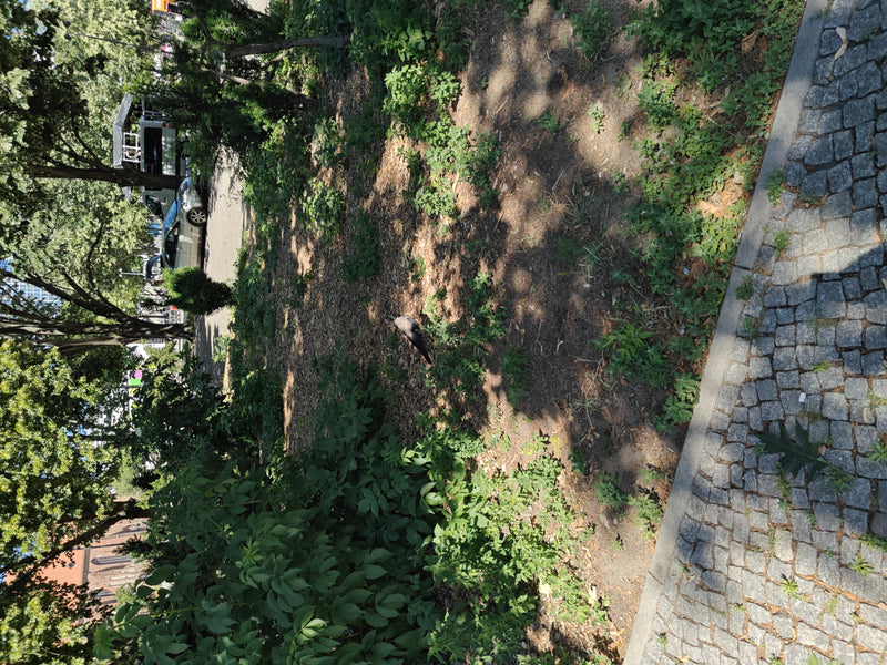 Eine Dohle läuft auf dem Erdboden in einer Parklandschaft. Das Tier ist aus großer Entfernung zu sehen.
