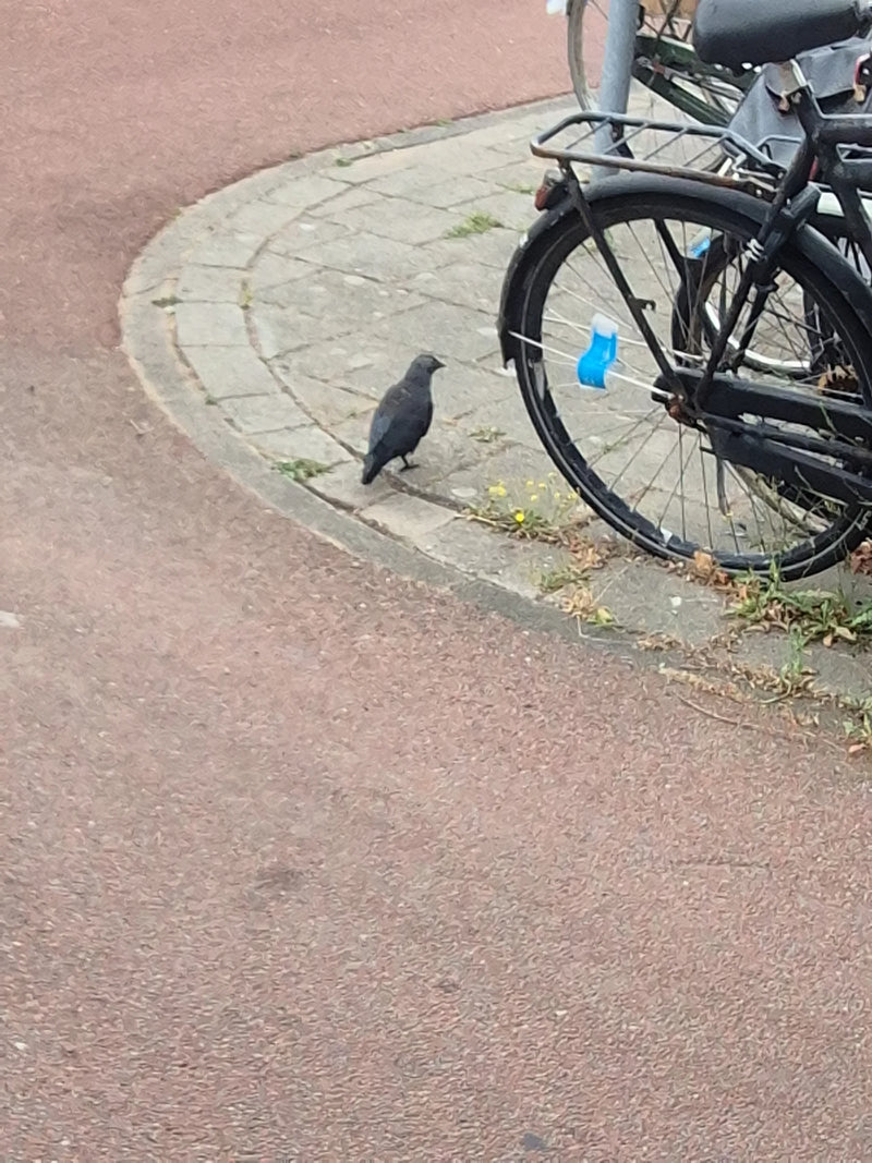 Eine Dohle steht auf dem gepflasterten Boden am Rand einer Straße. Neben dem Vogel ist ein Teil eines Fahrrads zu sehen.