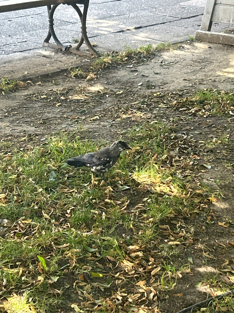 Eine Dohle läuft auf einem Boden aus Erde, Gras und welkem Laub umher. Im Hintergrund ist ein Teil einer Parkbank zu sehen.