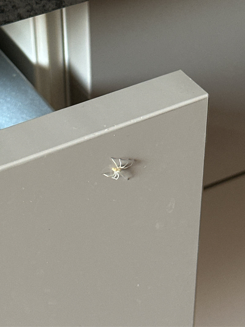 Dornfingerspinnen — Bild 4 von 4