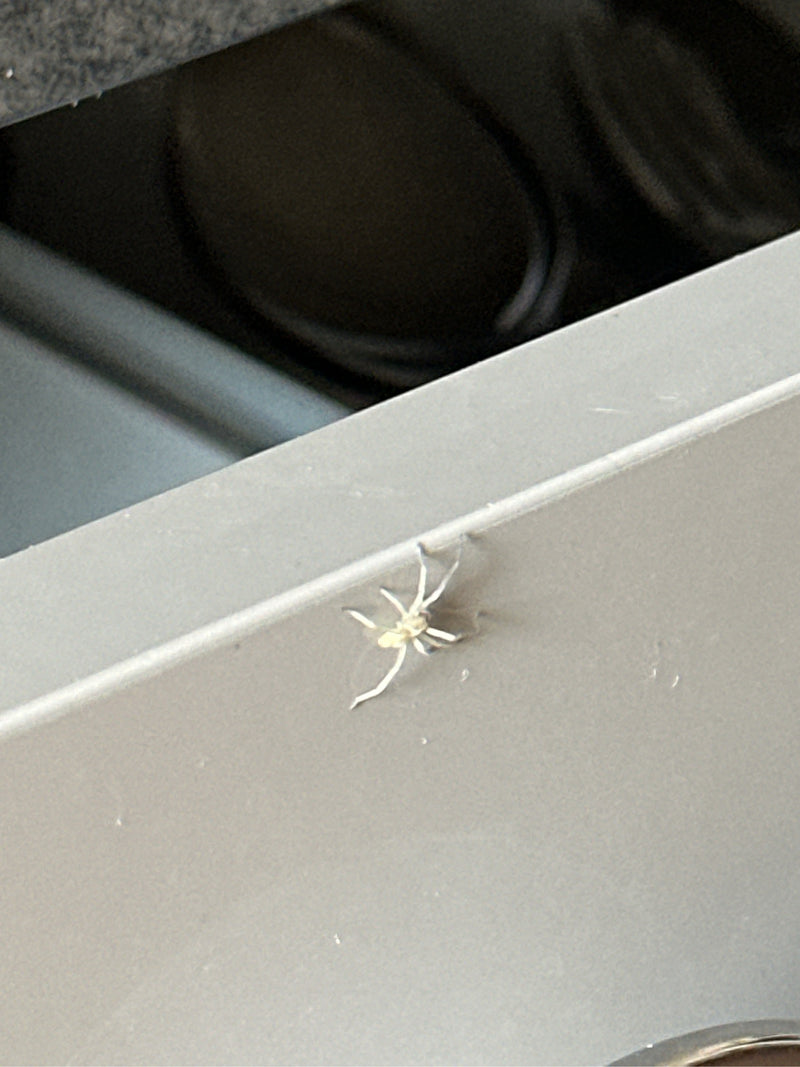 Dornfingerspinnen — Bild 3 von 4