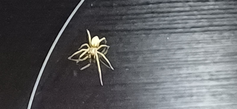 Eine blasse Dornfingerspinne sitzt auf einer dunklen, geriffelten Oberfläche.