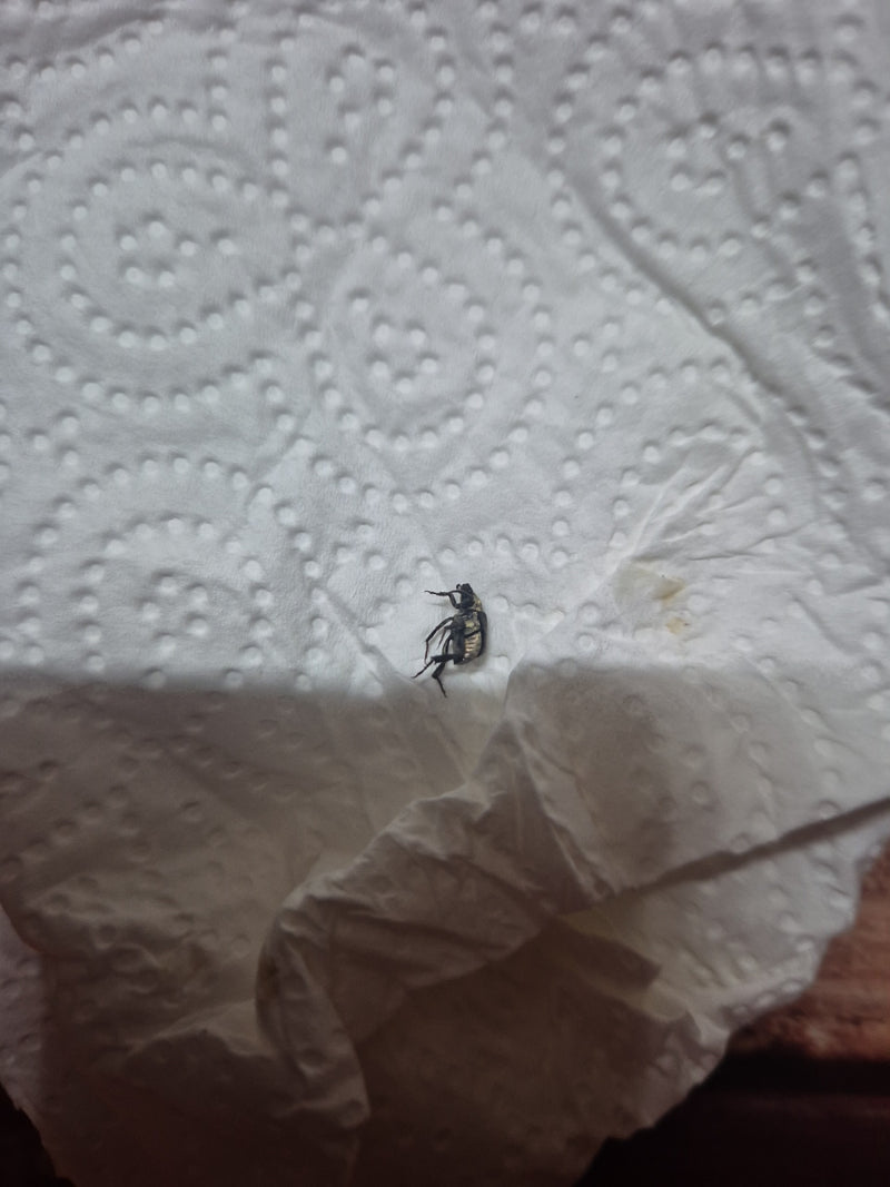 Auf dem Bild ist ein Dornspeckkäfer zu sehen, der auf einem weißen Küchenpapier liegt. Das Insekt ist in Rückenlage oder seitlich positioniert.