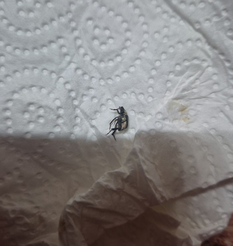 Zu sehen ist ein adulter Dornspeckkäfer, der auf dem Rücken oder der Unterseite auf einem weißen Papiertuch liegt.