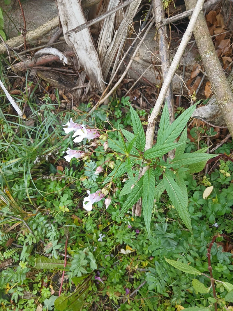 Zu sehen ist eine blühende Pflanze des Drüsiges Springkrauts mit rosa Blüten und typischen, lanzettlichen Blättern auf dem Waldboden.