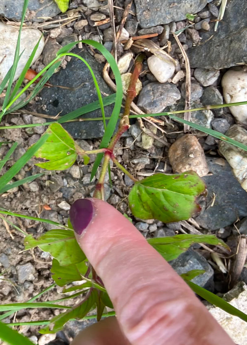 Auf dem Bild ist eine Pflanze des Drüsigen Weidenröschens zu sehen, die auf steinigem Boden wächst. Ein Finger deutet auf die typischen Stängel und Blätter.
