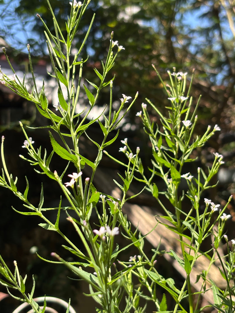 Zu sehen ist eine schlanke Pflanze mit grünen Blättern und kleinen hellen Blüten im Sonnenlicht.