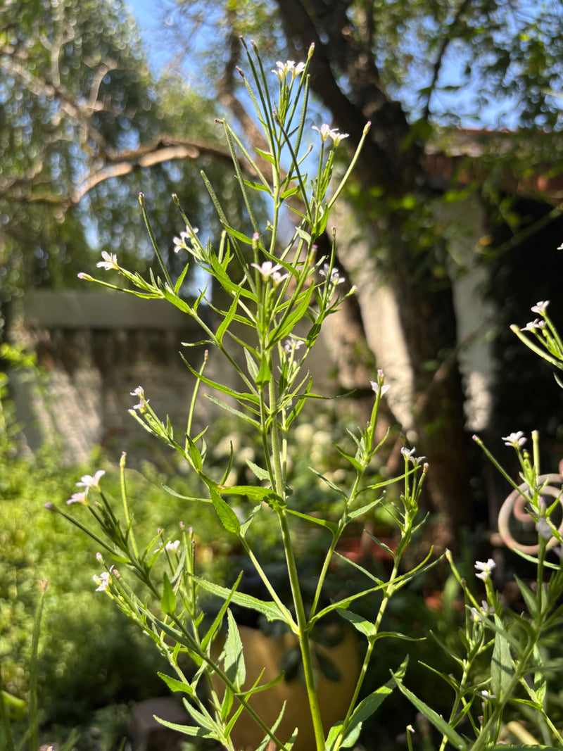 Das Bild zeigt eine aufrechte Pflanze des Drüsigen Weidenröschens mit schmalen Blättern und kleinen hellen Blüten. Die Aufnahme ist im Freien vor einem versc...