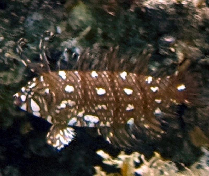 Ein juveniler Drachen-Meerjunker mit braun-weiß geflecktem Muster schwimmt vor einem dunklen Meeresgrund.