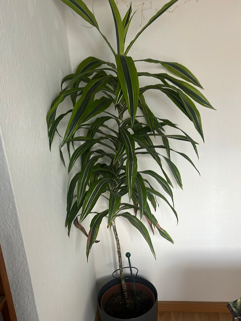 Auf dem Bild ist ein gut entwickelter Drachenbaum in einem runden Pflanztopf vor einer weißen Wand zu sehen. Die Pflanze zeigt einen aufrechten Stamm mit lan...