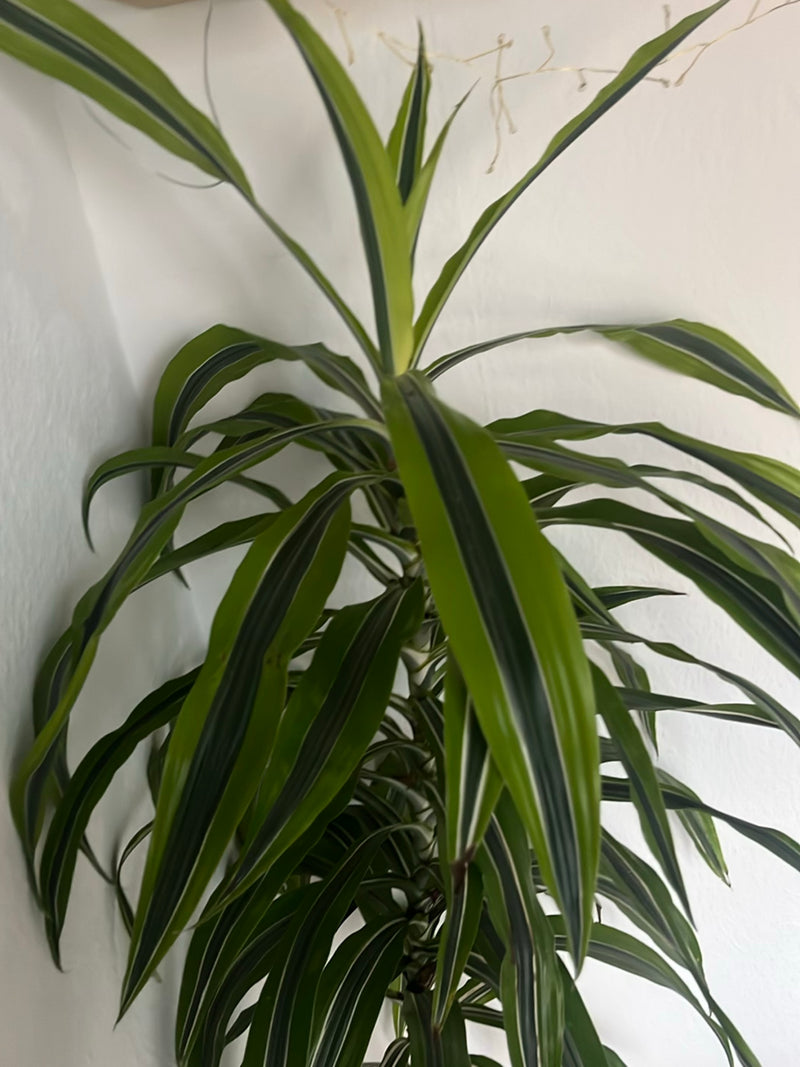 Zu sehen ist ein Drachenbaum mit langen, grün-weiß gestreiften Blättern in einem Innenraum vor einer weißen Wand.