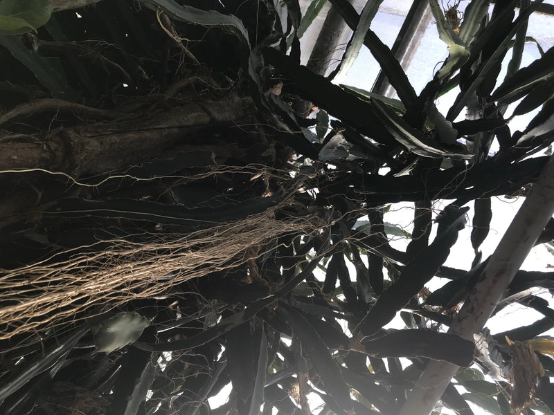 Drachenfrucht — Bild 3 von 5