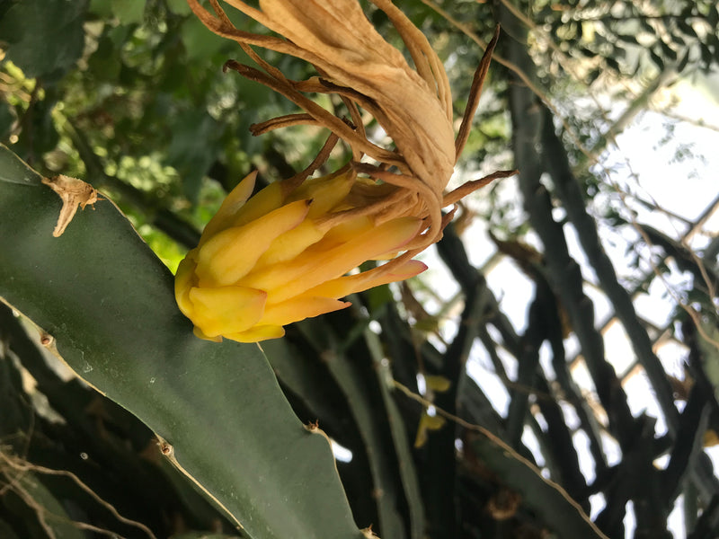 Drachenfrucht — Bild 4 von 5
