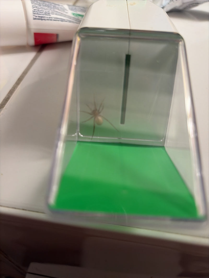 Auf dem Bild ist eine Kugelspinne zu sehen, die in einer kleinen Fangbox auf einer hellen Oberfläche sitzt. Die Spinne zeigt ihre typische Körperhaltung im I...