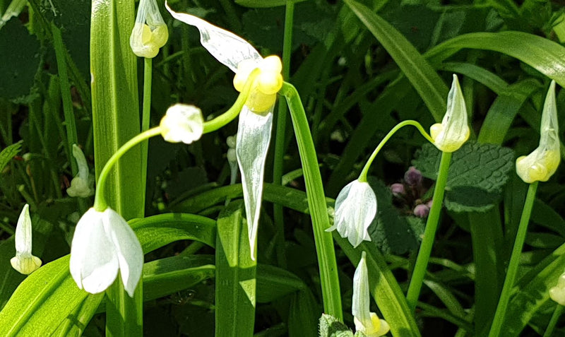 Auf dem Bild sind mehrere weiße, glockenförmige Blüten des Dreikantigen Lauchs zu sehen, die an schlanken, grünen Stängeln herabhängen. Die Pflanze wächst in...