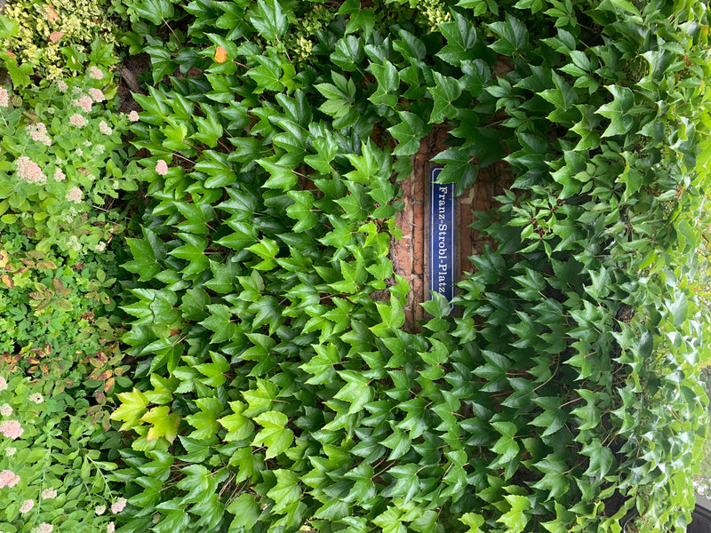 Dreispitzige Jungfernrebe — Bild 3