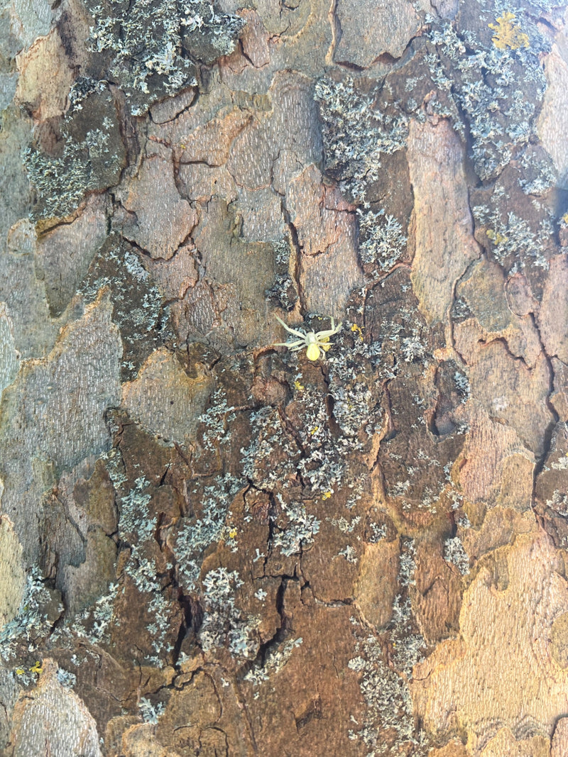 Dreizähnige Krabbenspinne — Bild 1 von 9