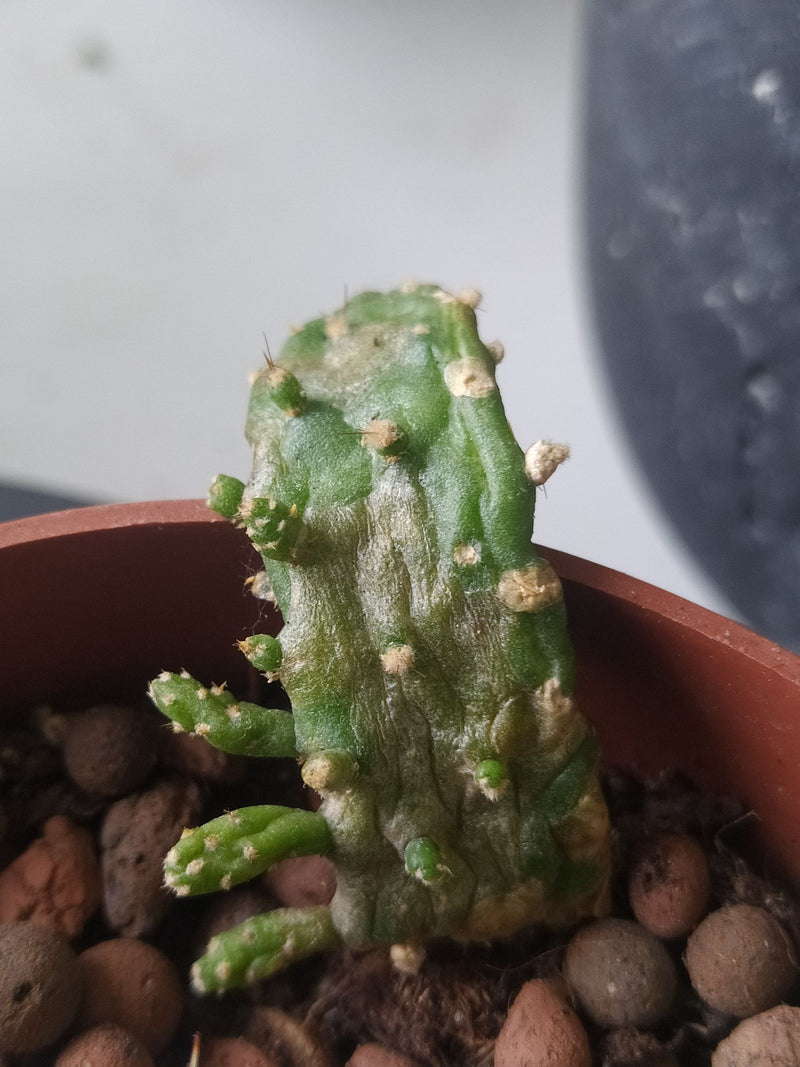 Zu sehen ist ein junger Feigenkaktus in einem braunen Blumentopf mit Tongranulat und Erde. Die Pflanze zeigt grüne Triebe mit kleinen Knospen und Areolen.