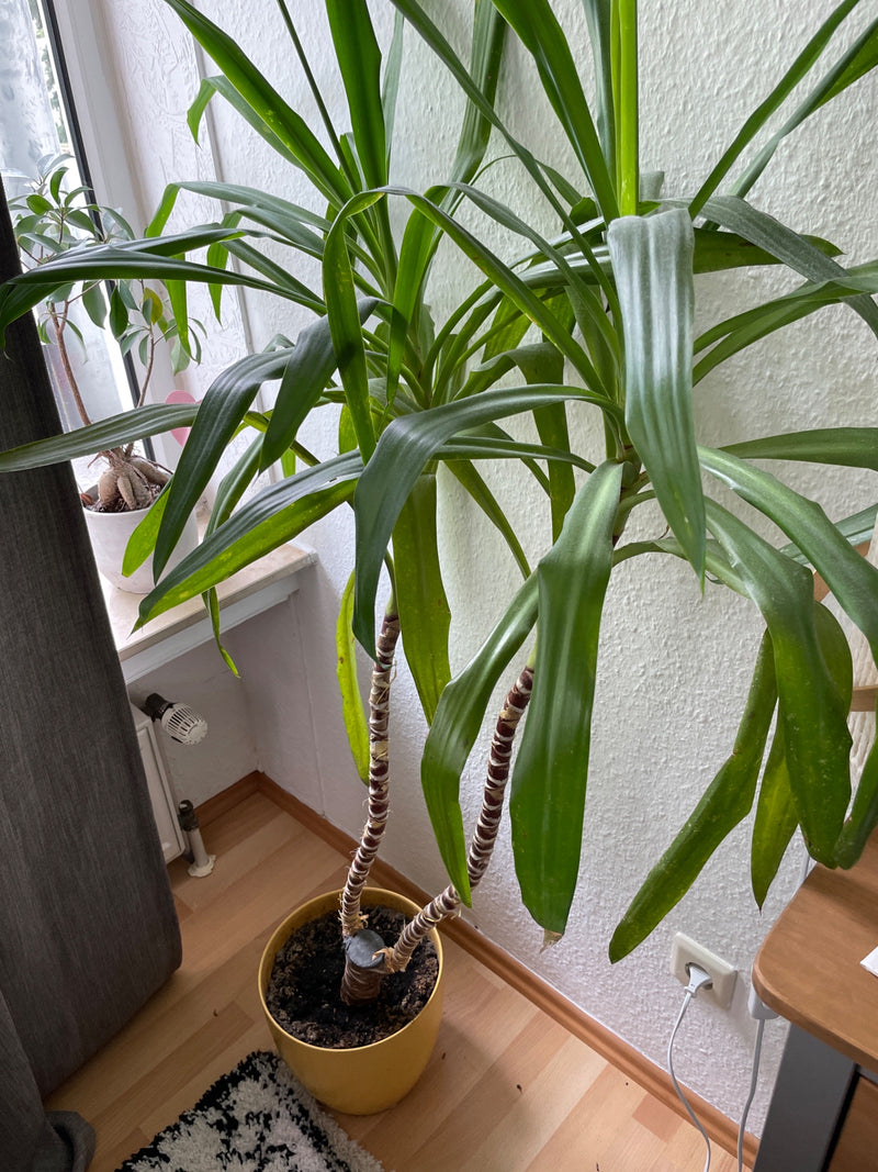 Zu sehen ist ein in einem gelben Topf stehender Drachenbaum mit langen grünen Blättern und beringten Stämmen in einem Raum.