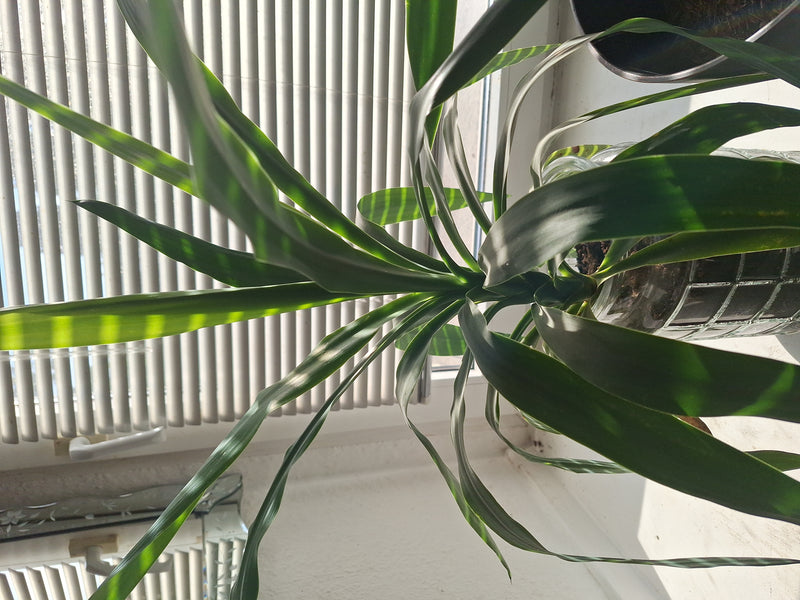 Zu sehen ist ein gesunder Drachenbaum in einem Blumentopf vor einem hellen Fenster mit Jalousien. Die langen, grünen Blätter breiten sich von der Mitte aus.