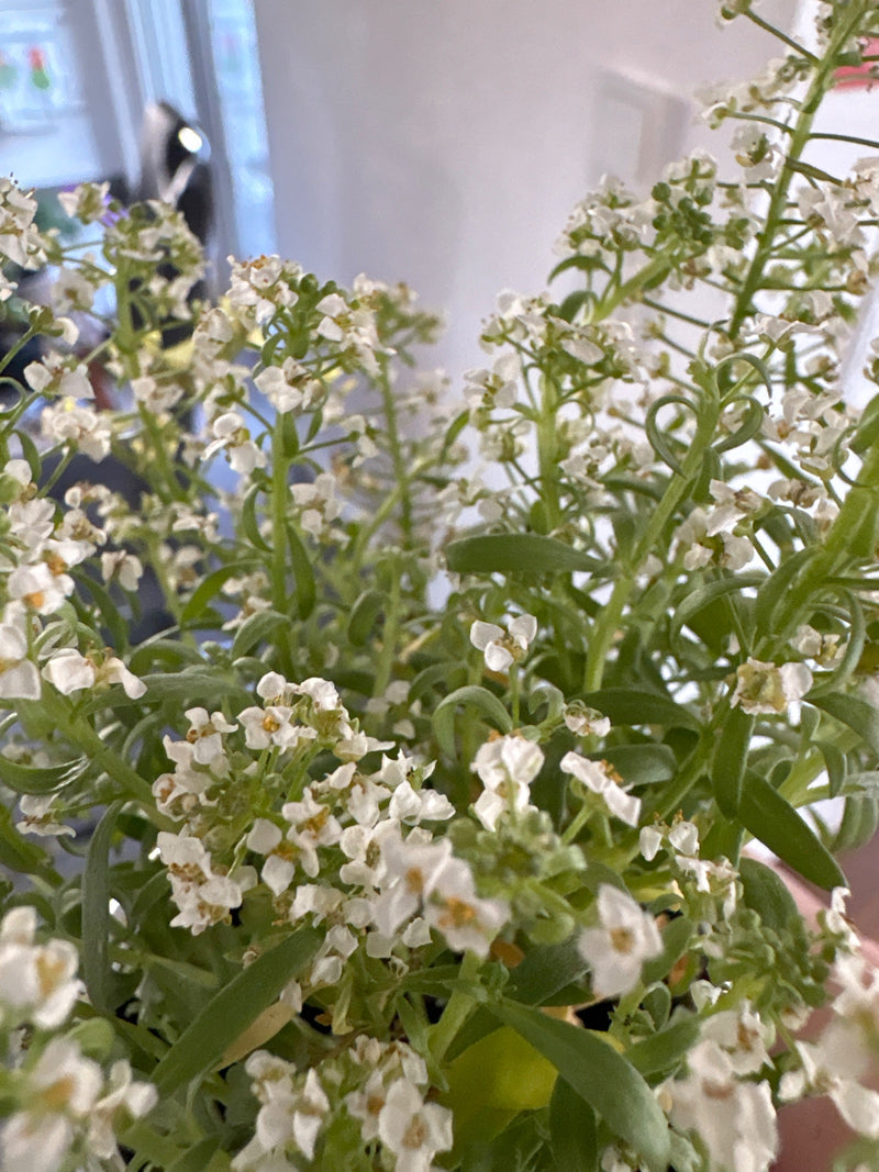 Zu sehen ist eine Nahaufnahme einer blühenden Pflanze mit zahlreichen kleinen, weißen Blüten und schmalen grünen Blättern. Es handelt sich um den Duftsteinrich.