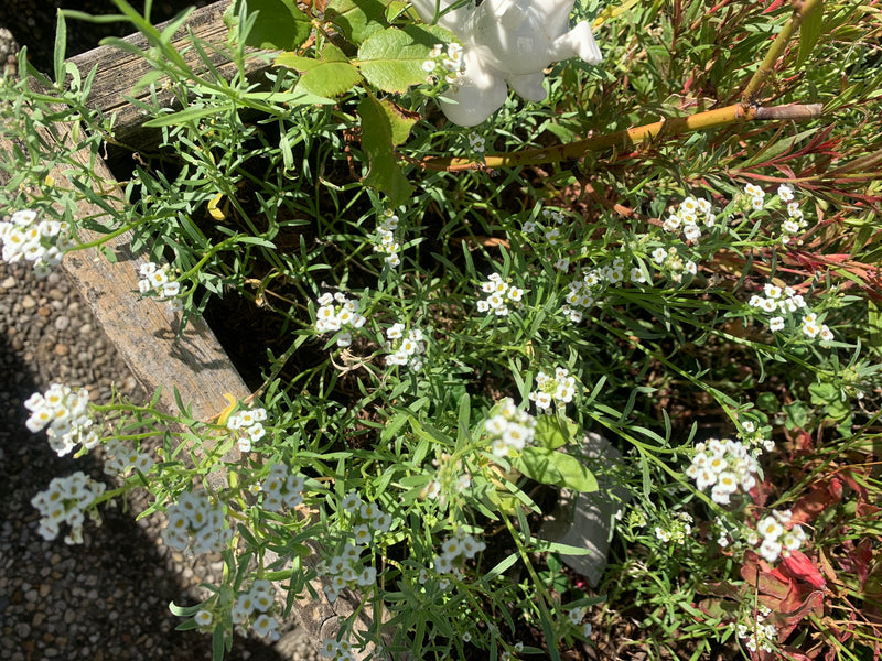 Zu sehen ist eine blühende Pflanze des Duftsteinrichs mit ihren charakteristischen kleinen weißen Blüten und schmalen Blättern. Sie wächst in einem hölzernen...