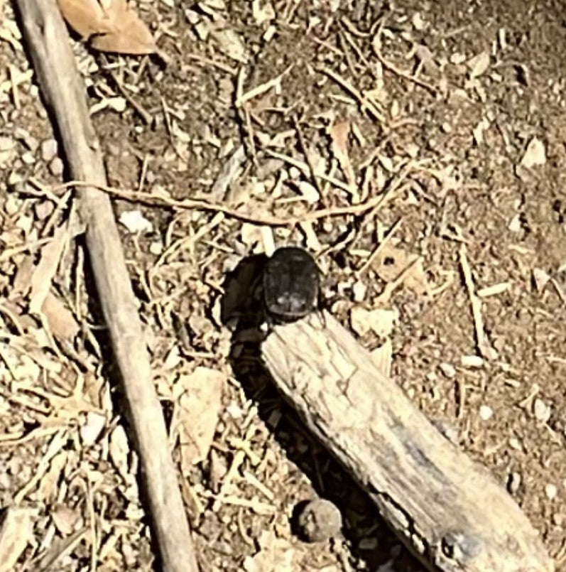Dungkäfer (Gattung Onthophagus) — Bild 1 von 10