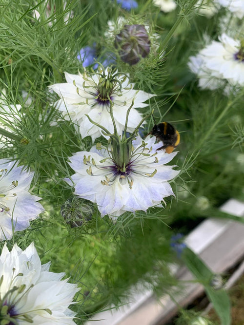 Dunkle Erdhummel (Bombus terrestris) – Bild 2